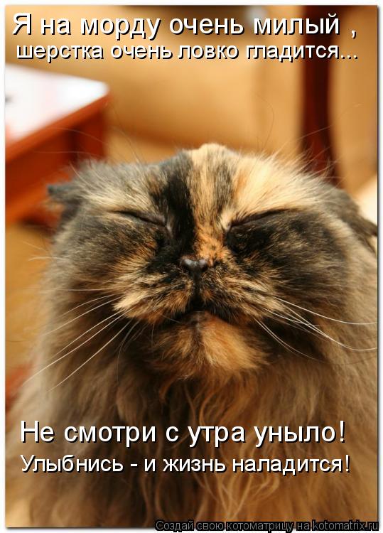 Не смотри с утра уныло! Улыбнись - и жизнь наладится! Я на морду очень милый , шерстка очень ловко ... Котоматрица: Не смотри с утра уныло! Улыбнись - и жизнь наладится! Я на морду очень милый , шерстка очень ловко гладится...