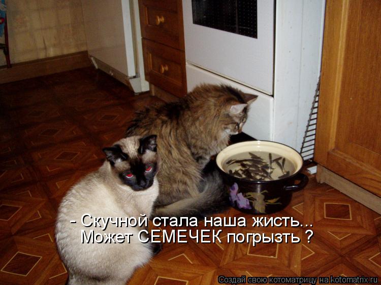 - Скучной стала наша жисть... Может СЕМЕЧЕК погрызть ?... Котоматрица: - Скучной стала наша жисть... Может СЕМЕЧЕК погрызть ?