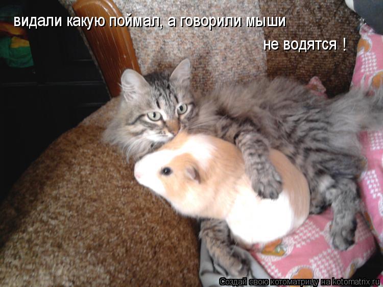 видали какую поймал, а говорили мыши не водятся !... Котоматрица: видали какую поймал, а говорили мыши не водятся !