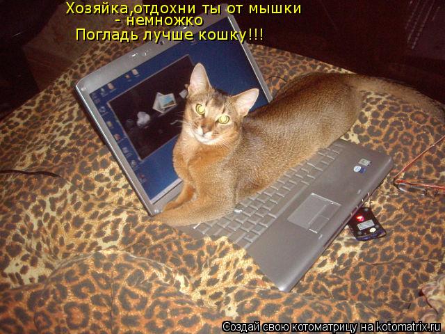 Хозяйка,отдохни ты от мышки - немножко Погладь лучше кошку!!!... Котоматрица: Хозяйка,отдохни ты от мышки - немножко Погладь лучше кошку!!!