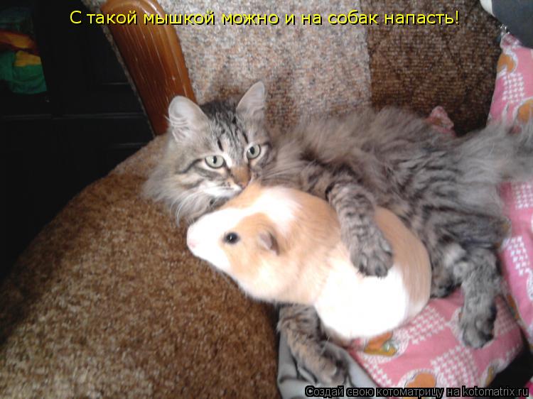 С такой мышкой можно и на собак напасть!... Котоматрица: С такой мышкой можно и на собак напасть!
