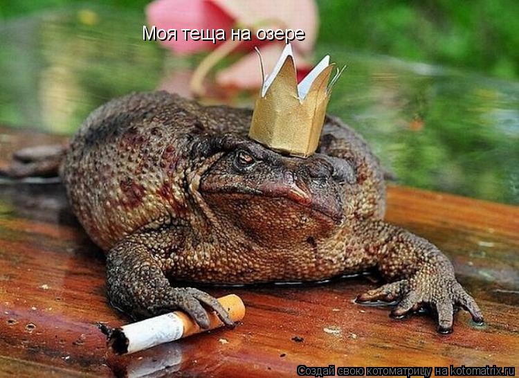 Моя теща на озере... Котоматрица: Моя теща на озере