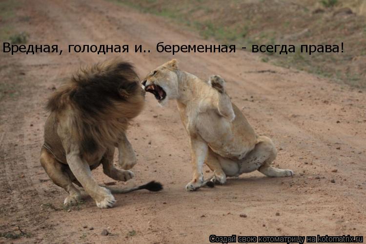 Вредная, голодная и.. беременная - всегда права!... Котоматрица: Вредная, голодная и.. беременная - всегда права!