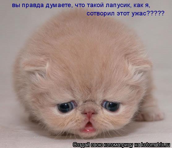 вы правда думаете, что такой лапусик, как я, сотворил этот ужас?????... Котоматрица: вы правда думаете, что такой лапусик, как я, сотворил этот ужас?????