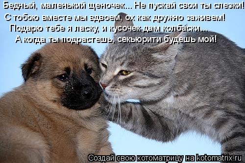 Бедный, маленький щеночек... Не пускай свои ты слезки! С тобою вместе мы вдвоем, ох как дружно заживе... Котоматрица: Бедный, маленький щеночек... Не пускай свои ты слезки! С тобою вместе мы вдвоем, ох как дружно заживем! Подарю тебе я ласку, и кусочек дам колб