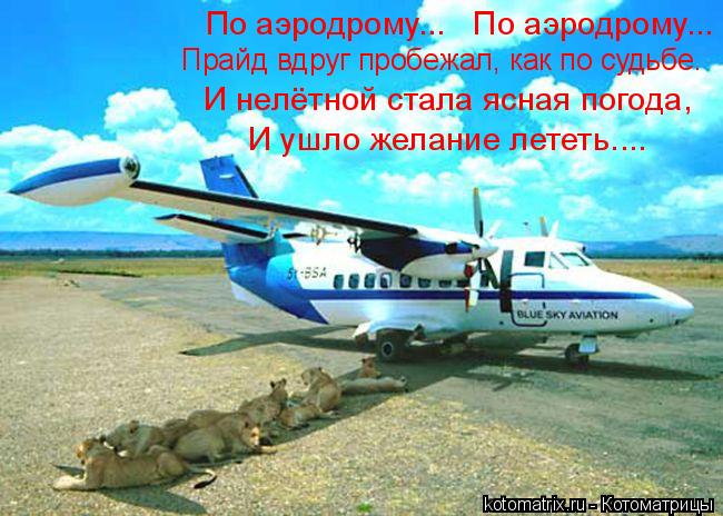 Котоматрица: По аэродрому...   По аэродрому... И нелётной стала ясная погода, И ушло желание лететь.... Прайд вдруг пробежал, как по судьбе.