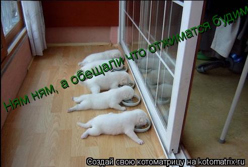 Ням ням, а обещали что отжиматся будим!!!... Котоматрица: Ням ням, а обещали что отжиматся будим!!!