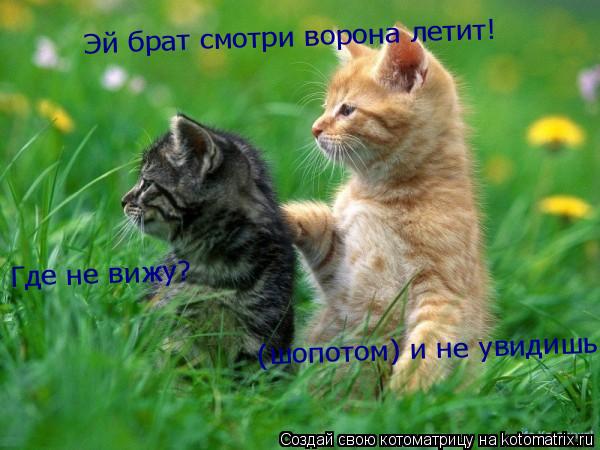 Эй брат смотри ворона летит! Где не вижу? (шопотом) и не увидишь... Котоматрица: Эй брат смотри ворона летит! Где не вижу? (шопотом) и не увидишь