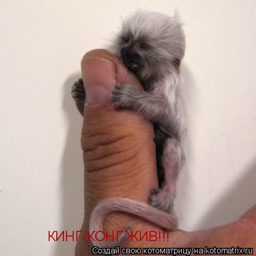 КИНГ-КОНГ ЖИВ!!!... Котоматрица: КИНГ-КОНГ ЖИВ!!!