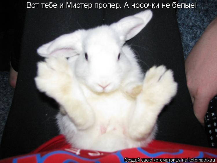 Вот тебе и Мистер пропер. А носочки не белые!... Котоматрица: Вот тебе и Мистер пропер. А носочки не белые!