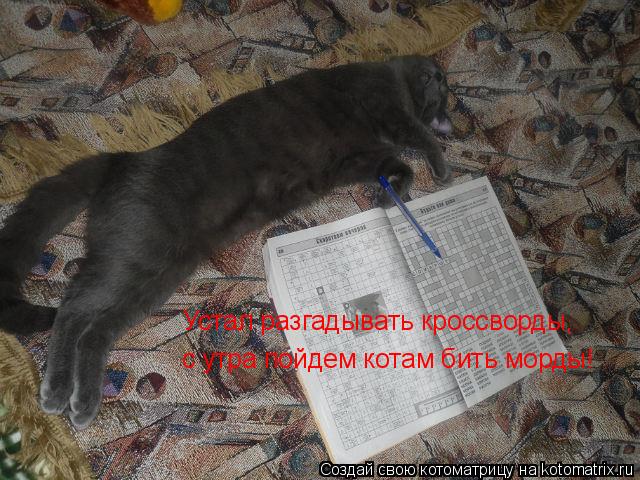Устал разгадывать кроссворды, с утра пойдем котам бить морды!... Котоматрица: Устал разгадывать кроссворды, с утра пойдем котам бить морды!