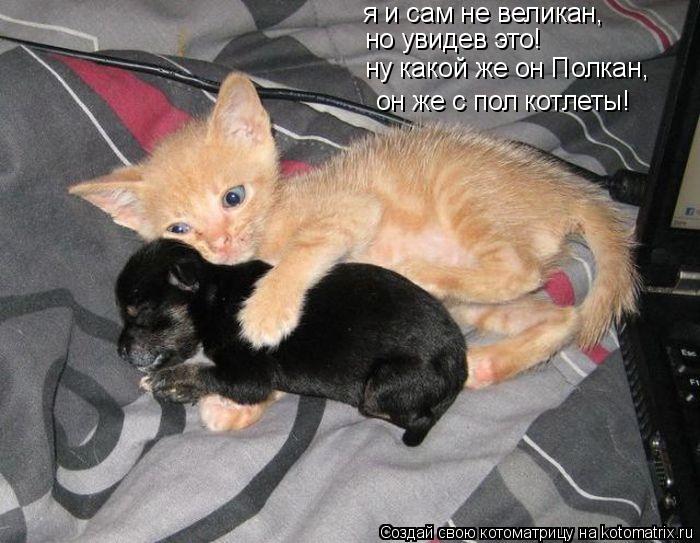 я и сам не великан, но увидев это! ну какой же он Полкан, он же с пол котлеты!... Котоматрица: я и сам не великан, но увидев это! ну какой же он Полкан, он же с пол котлеты!