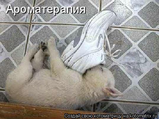 Ароматерапия... Котоматрица: Ароматерапия
