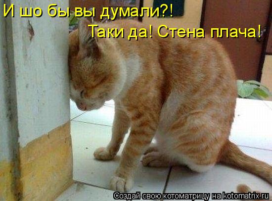 Котоматрица: И шо бы вы думали?!  Таки да! Стена плача!