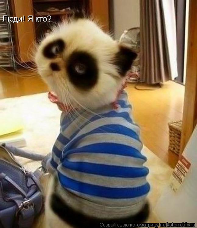 Люди! Я кто?... Котоматрица: Люди! Я кто?