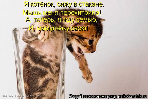 Я котёнок, сижу в стакане. Мышь меня перехитрила! А, теперь, я жду семью, И, мамулечку свою!... Котоматрица: Я котёнок, сижу в стакане. Мышь меня перехитрила! А, теперь, я жду семью, И, мамулечку свою!