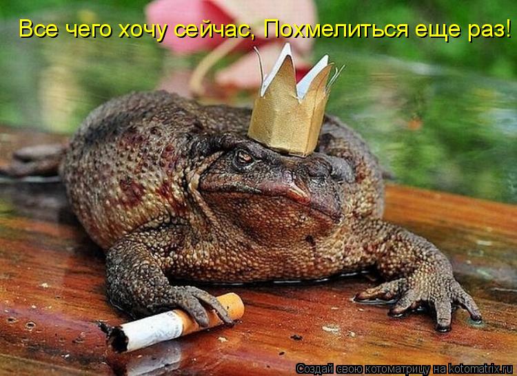 Все чего хочу сейчас, Похмелиться еще раз!... Котоматрица: Все чего хочу сейчас, Похмелиться еще раз!