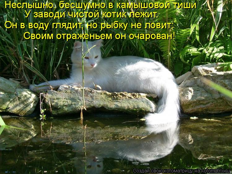 У заводи чистой котик лежит. Он в воду глядит, но рыбку не ловит: Своим отраженьем он очарован! Неслы... Котоматрица: У заводи чистой котик лежит. Он в воду глядит, но рыбку не ловит: Своим отраженьем он очарован! Неслышно, бесшумно в камышовой тиши