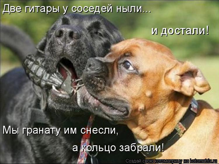 Две гитары у соседей ныли... Мы гранату им снесли, а кольцо забрали! и достали!... Котоматрица: Две гитары у соседей ныли... Мы гранату им снесли, а кольцо забрали! и достали!