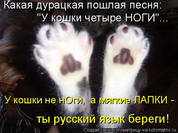 Какая дурацкая пошлая песня: "У кошки четыре НОГИ"... У кошки не нОги, а мягкие ЛАПКИ - ты русский ... Котоматрица: Какая дурацкая пошлая песня: "У кошки четыре НОГИ"... У кошки не нОги, а мягкие ЛАПКИ - ты русский язык береги!