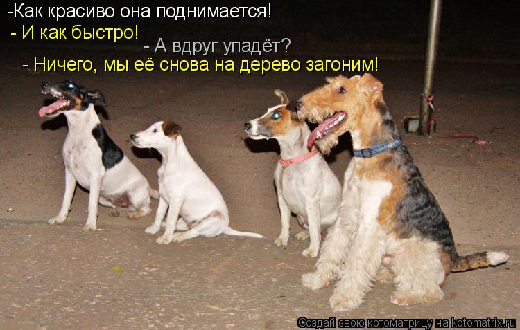 Котоматрица: -Как красиво она поднимается! - И как быстро! - А вдруг упадёт? - Ничего, мы её снова на дерево загоним!