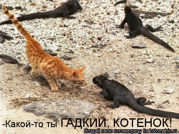 -Какой-то ты ГАДКИЙ, КОТЕНОК!... Котоматрица: -Какой-то ты ГАДКИЙ, КОТЕНОК!