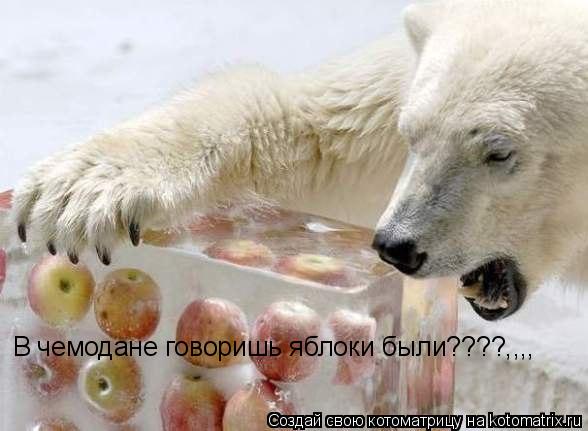 В чемодане говоришь яблоки были????,,,,... Котоматрица: В чемодане говоришь яблоки были????,,,,