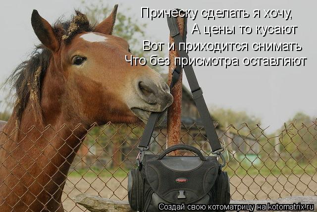 Котоматрица: Прическу сделать я хочу, А цены то кусают Вот и приходится снимать Что без присмотра оставляют