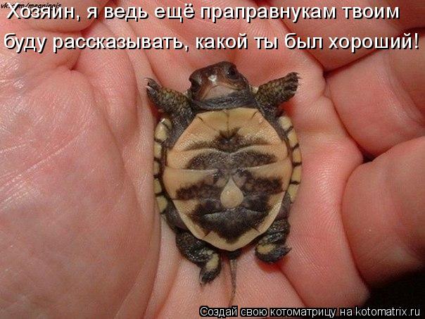 Хозяин, я ведь ещё праправнукам твоим буду рассказывать, какой ты был хороший!... Котоматрица: Хозяин, я ведь ещё праправнукам твоим буду рассказывать, какой ты был хороший!