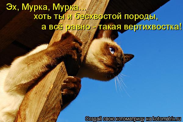 Эх, Мурка, Мурка... хоть ты и бесхвостой породы, а всё равно - такая вертихвостка!... Котоматрица: Эх, Мурка, Мурка... хоть ты и бесхвостой породы, а всё равно - такая вертихвостка!