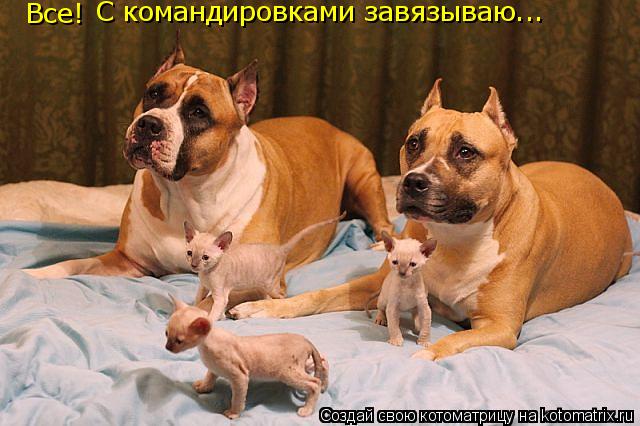 Котоматрица: Все! С командировками завязываю...