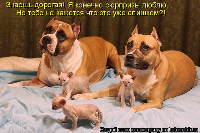 Котоматрица: Знаешь,дорогая! Я,конечно,сюрпризы люблю... Но тебе не кажется,что это уже слишком?!