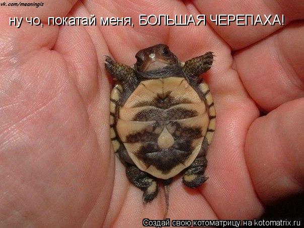 ну чо, покатай меня, БОЛЬШАЯ ЧЕРЕПАХА!... Котоматрица: ну чо, покатай меня, БОЛЬШАЯ ЧЕРЕПАХА!