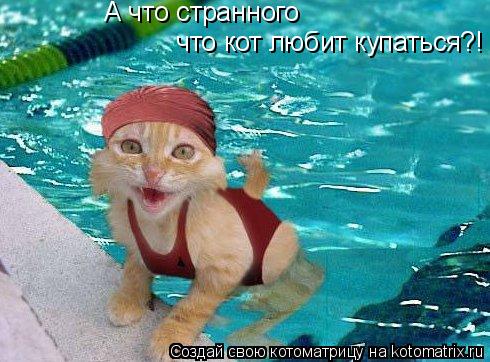 А что странного что кот любит купаться?!... Котоматрица: А что странного что кот любит купаться?!