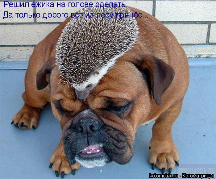 Решил ёжика на голове сделать Да только дорого вот из лесу принёс...... Котоматрица: Решил ёжика на голове сделать Да только дорого вот из лесу принёс...