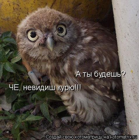 ЧЕ, невидиш курю!!! А ты будешь?... Котоматрица: ЧЕ, невидиш курю!!! А ты будешь?