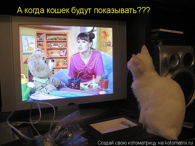 А когда кошек будут показывать???... Котоматрица: А когда кошек будут показывать???