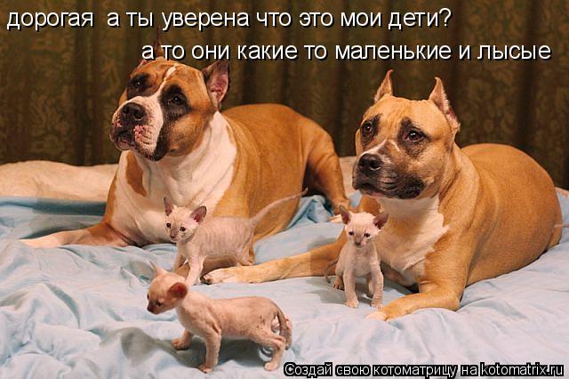 дорогая а ты уверена что это мои дети? а то они какие то маленькие и лысые... Котоматрица: дорогая а ты уверена что это мои дети? а то они какие то маленькие и лысые