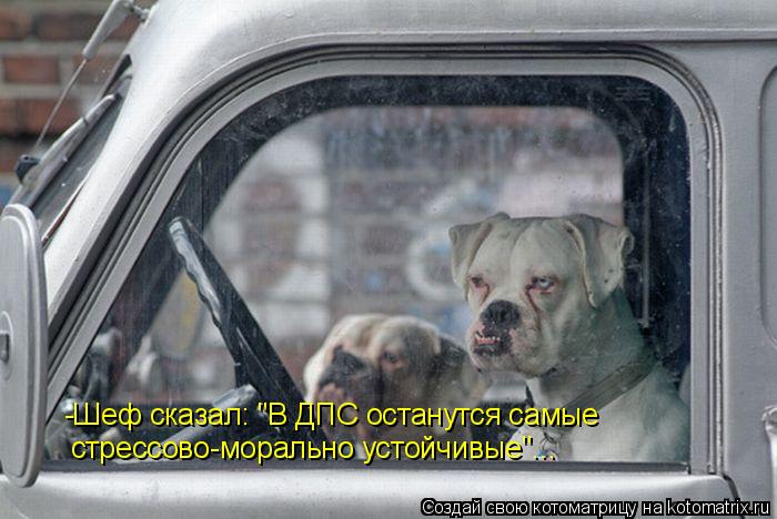 стрессово-морально устойчивые"... -Шеф сказал: "В ДПС останутся самые... Котоматрица: стрессово-морально устойчивые"... -Шеф сказал: "В ДПС останутся самые