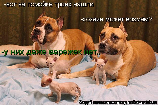 -вот на помойке троих нашли -хозяин может возмём? -у них даже варежек нет..... Котоматрица: -вот на помойке троих нашли -хозяин может возмём? -у них даже варежек нет..