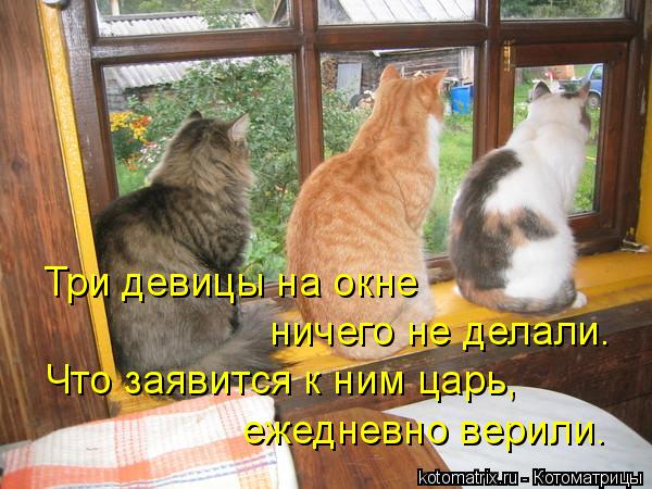 Три девицы на окне ничего не делали. Что заявится к ним царь, ежедневно верили.... Котоматрица: Три девицы на окне ничего не делали. Что заявится к ним царь, ежедневно верили.