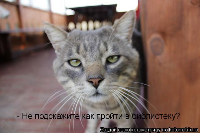 - Не подскажите как пройти в библиотеку?... Котоматрица: - Не подскажите как пройти в библиотеку?