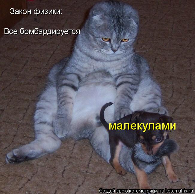 Закон физики: Все бомбардируется малекулами... Котоматрица: Закон физики: Все бомбардируется малекулами