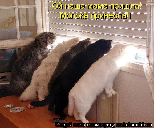 Ой наша мама пришла! Молока принесла!!... Котоматрица: Ой наша мама пришла! Молока принесла!!