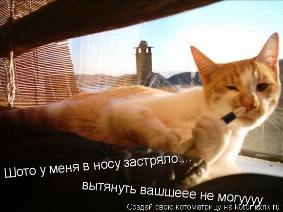 вытянуть вашшеее не могуууу Шото у меня в носу застряло....... Котоматрица: вытянуть вашшеее не могуууу Шото у меня в носу застряло....