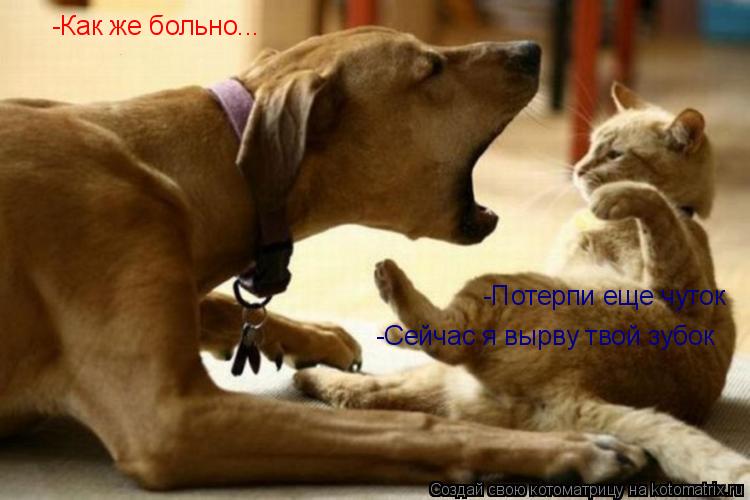 -Как же больно... -Потерпи еще чуток -Сейчас я вырву твой зубок... Котоматрица: -Как же больно... -Потерпи еще чуток -Сейчас я вырву твой зубок