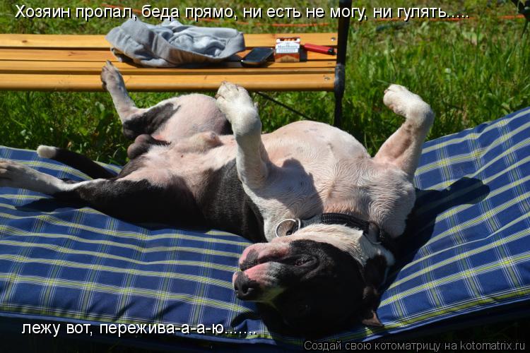 Хозяин пропал, беда прямо, ни есть не могу, ни гулять..... лежу вот, пережива-а-а-ю.......... Котоматрица: Хозяин пропал, беда прямо, ни есть не могу, ни гулять..... лежу вот, пережива-а-а-ю.......