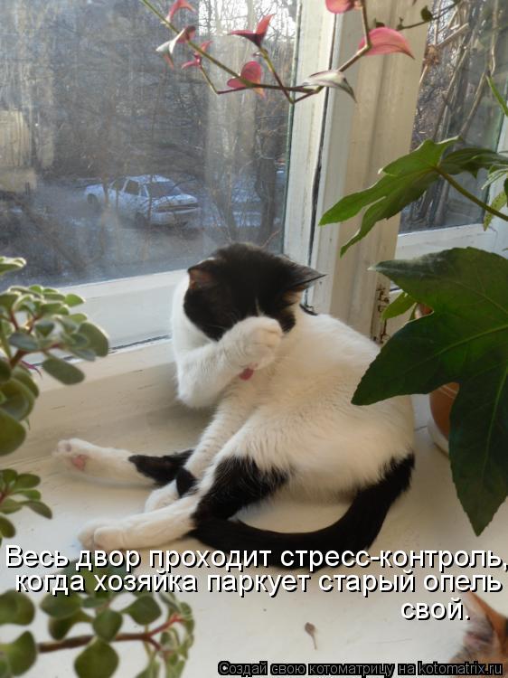 Весь двор проходит стресс-контроль, когда хозяйка паркует старый опель свой.... Котоматрица: Весь двор проходит стресс-контроль, когда хозяйка паркует старый опель свой.