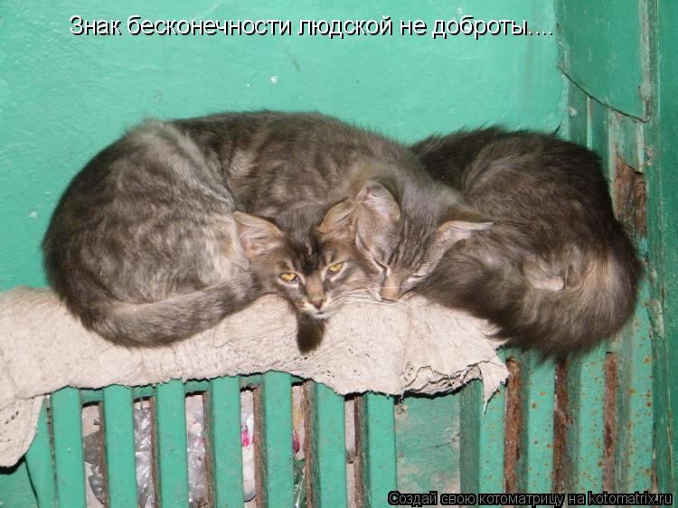 Знак бесконечности людской не доброты....... Котоматрица: Знак бесконечности людской не доброты....