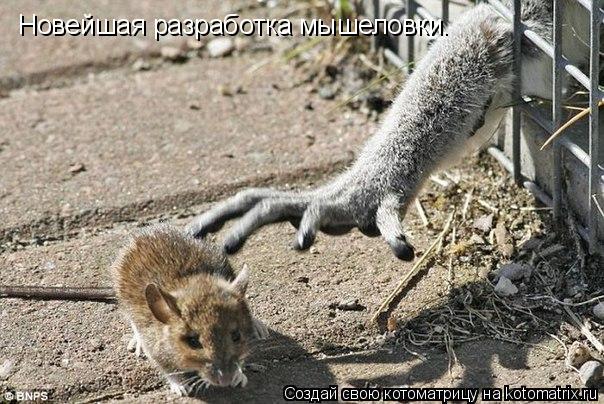 Новейшая разработка мышеловки.... Котоматрица: Новейшая разработка мышеловки.